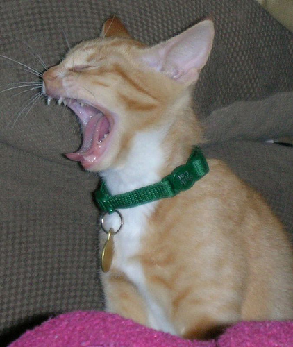 Котовторник однако