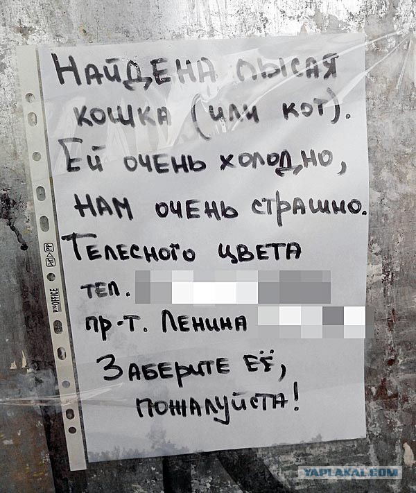 Найди кота!
