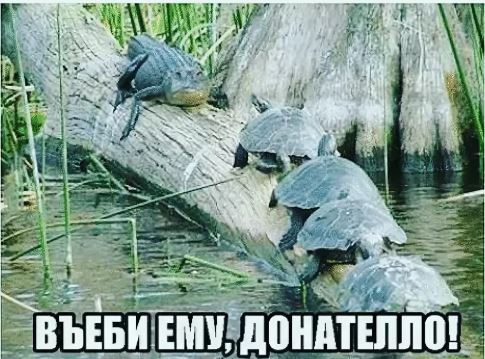Интересные факты о мультсериале "Черепашки мутанты ниндзя" (1987-1996)