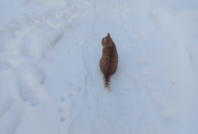 Вчера с женой решили кастрировать кота...