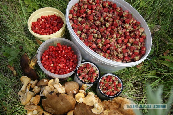 Пятничные посиделки на теплотрассе (с)