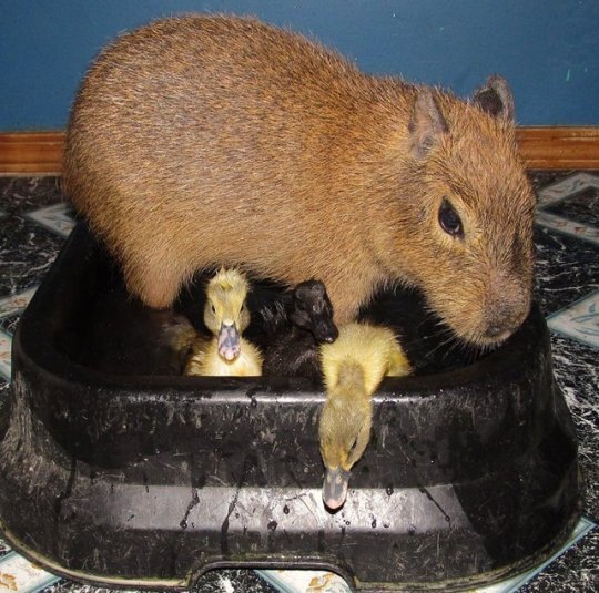 Капибара Чизкейк