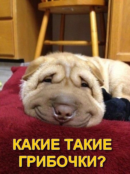 УПоРоТые ЛИСички