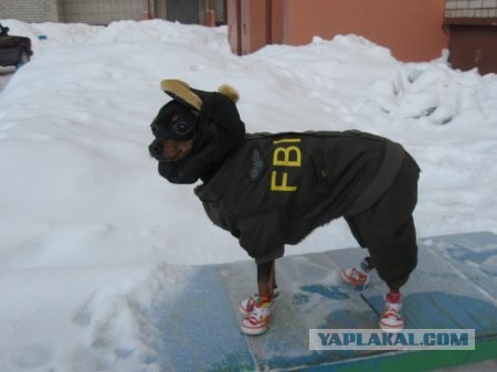 Мои мейн куны