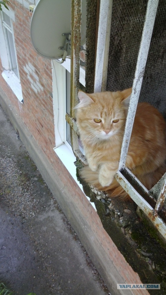 Котовторник 21.05.2013