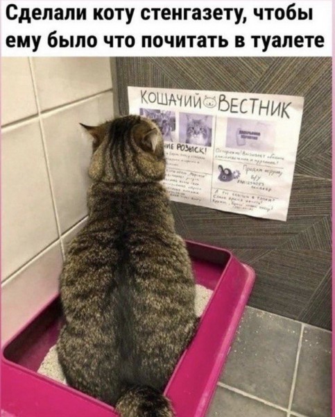 Смешные коты, которые бы победили на конкурсе абсурдных фотографий