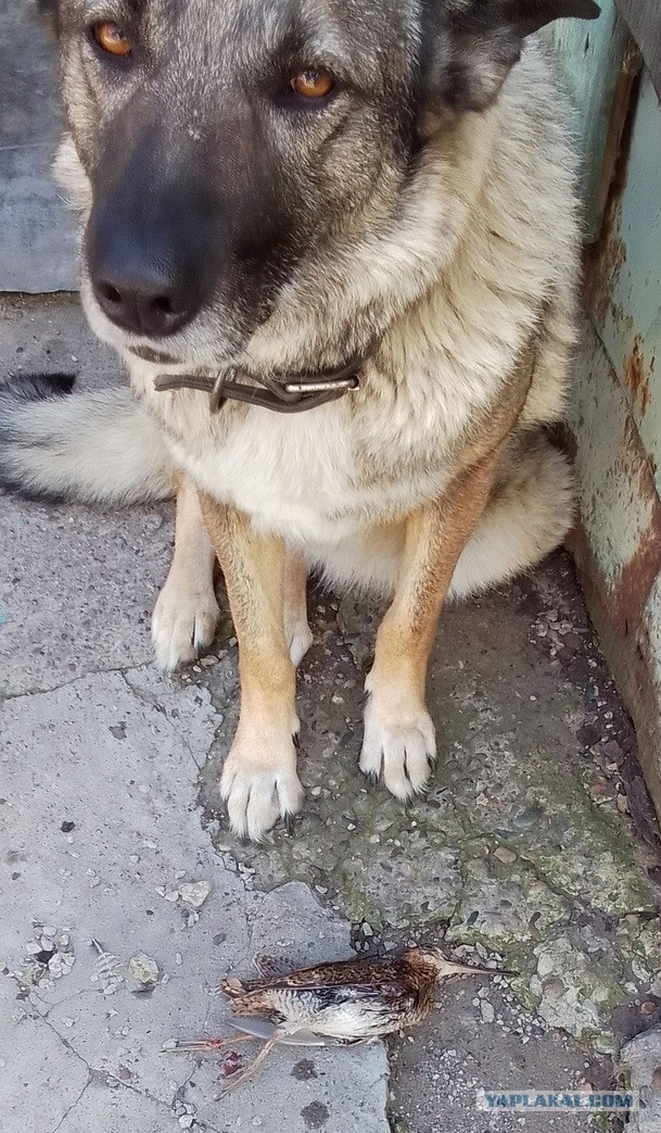Заботливый кот