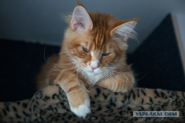 Котовторник   15.04.2014