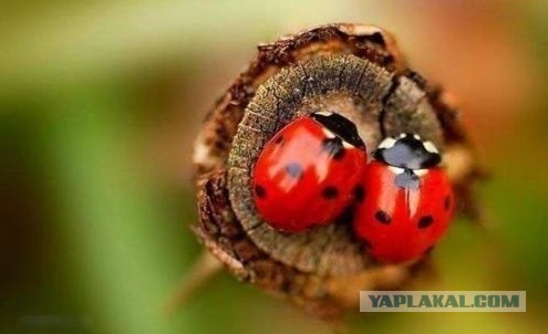 Импровизация, бачата