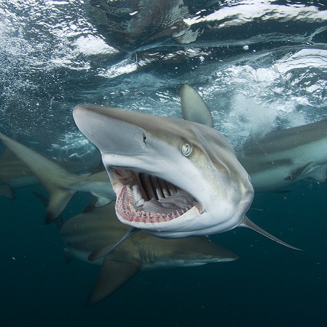 Впечатляющие фотографии National Geographic