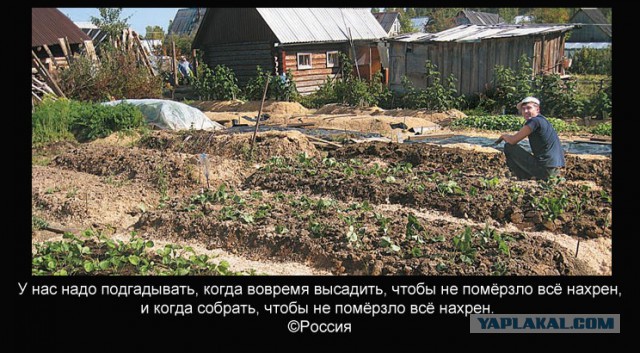 3 тонны овощей на 4 сотках