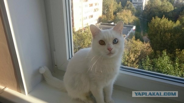 Котовторник 13.10.2015