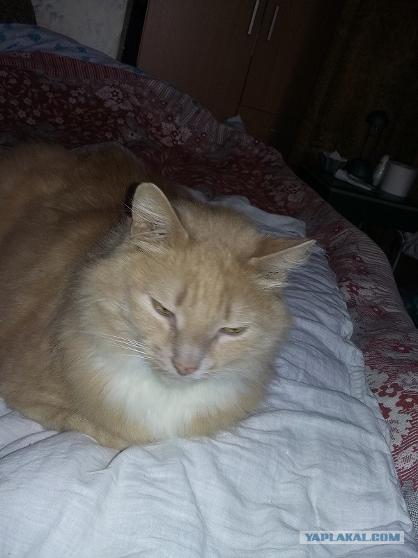 Пост невероятной кошачьей красоты. 25 фот.