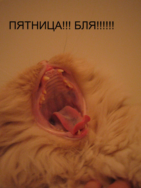 Коты, кошки, котята