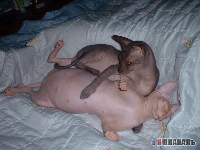 Коты, кошки, котята