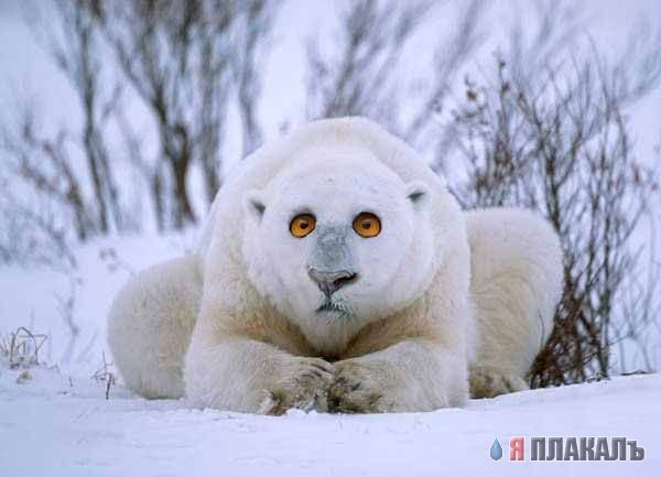 Фотожабные звери и насекомые