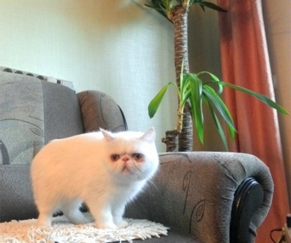 Котовторник  01.03.2016