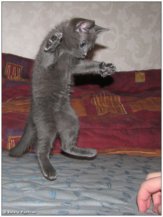 Коты, кошки, котята