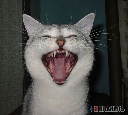 Коты, кошки, котята