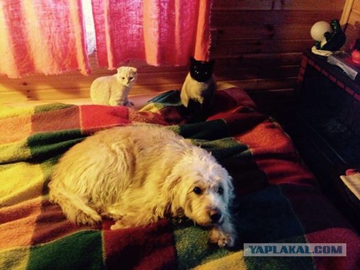 Кошек признали опаснейшими хищниками на Земле