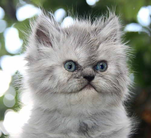 Коты из сети