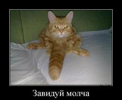 20 мест, в которых не должно было быть кота, но вот он