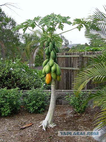 Власти Зимбабве посоветовали послу США повеситься на банановом дереве
