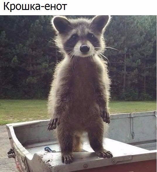 Самые смешные животные