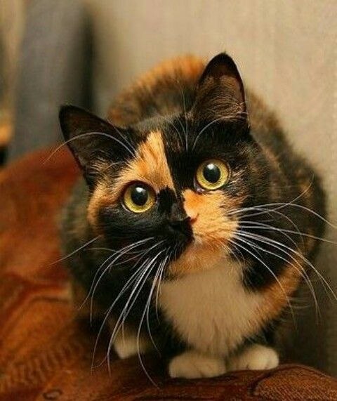 Коты и Кошки