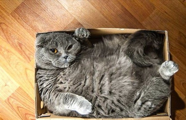 Коты и Кошки