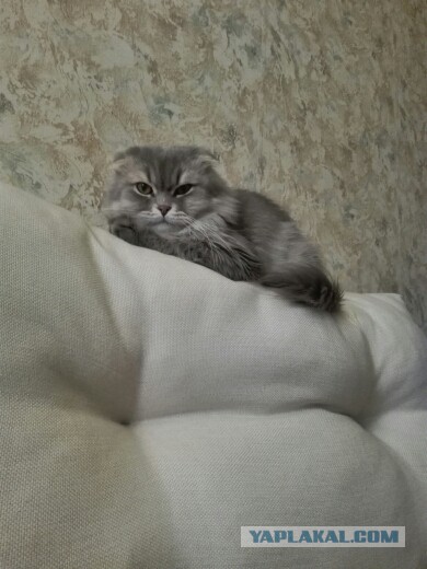 Котовторник 13.06.2017