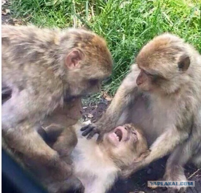 «Самая большая грудь Латвии» соблазняет женатых мужчин