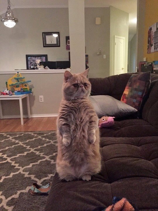 Коты и Кошки