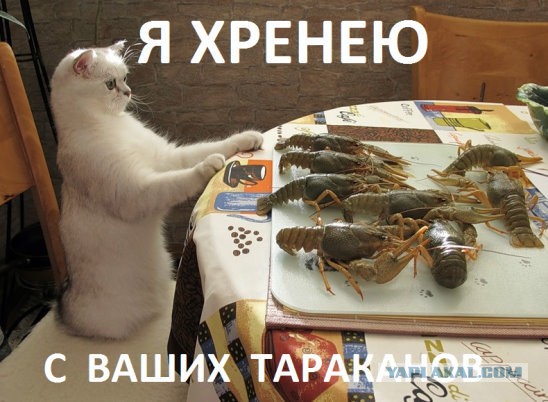 Куда делись тараканы из российских квартир