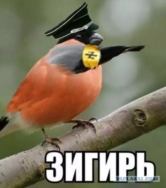 Снигеры