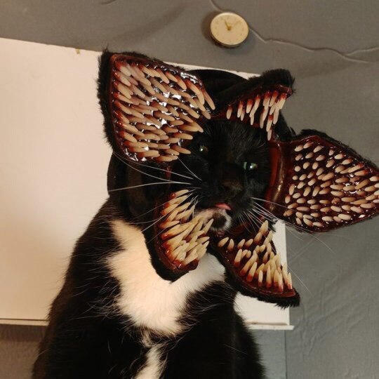 Фотобомбы котов