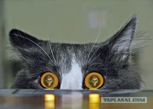Котовторник на ЯПлакалъ