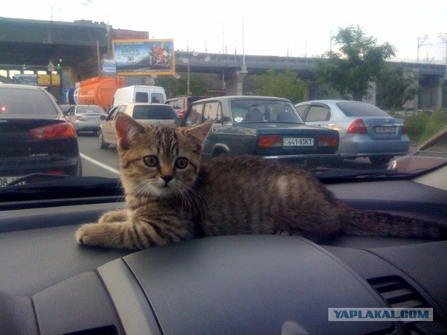 Котовторник 25.01.2011
