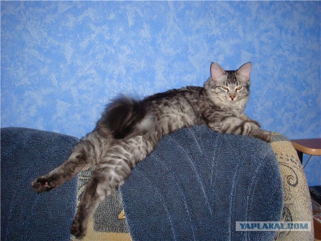 Котовторник с Максом