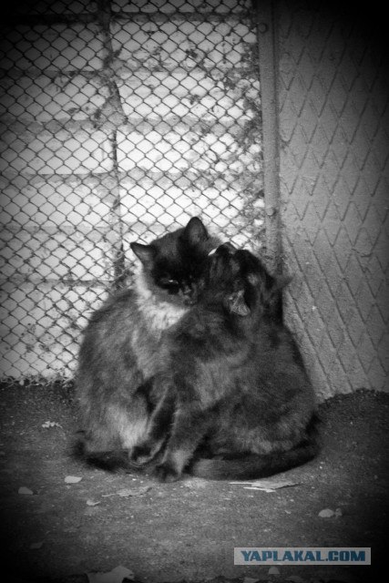 Котовторник 22.11.11