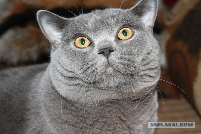 Котовторник 10.04.2012