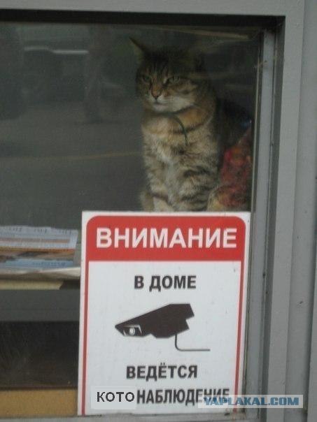 Пристальный взгляд Большого брата