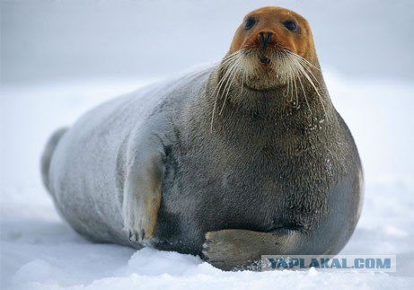 Зеленоградский тюлень-пляжник