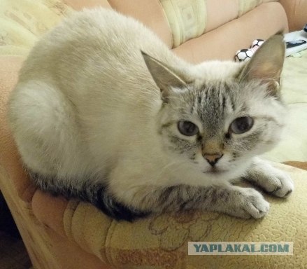 Новогодний Котовторник 01.01.2013