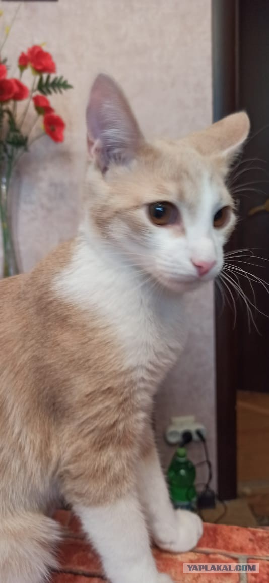Котовторник. Добавляйте своих