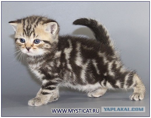 Котенок издает интересные звуки