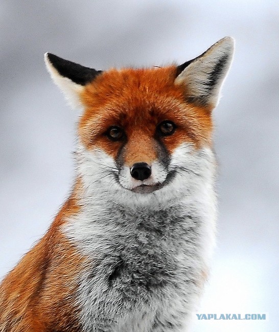 Маразм крепчал