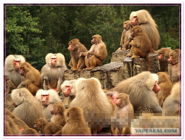 Обращение дагестанца к землякам