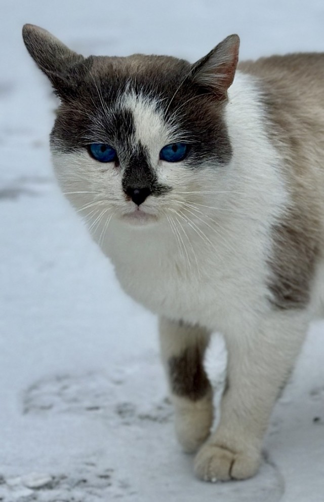 Необычный цвет глаз