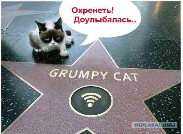 Grumpy Cat обрел свою звезду на Аллее славы!